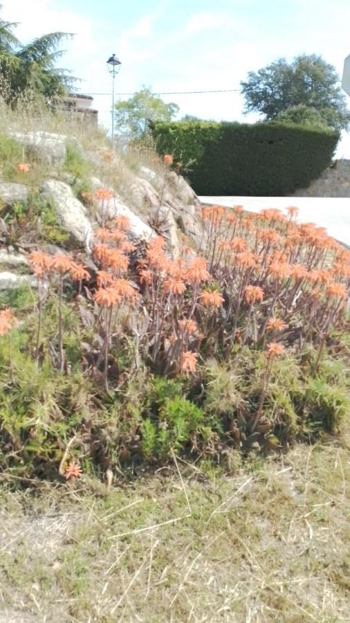 Casa Rural El Refugi Platja D'Aro 4 Romanyá de la Selva Buitenkant foto
